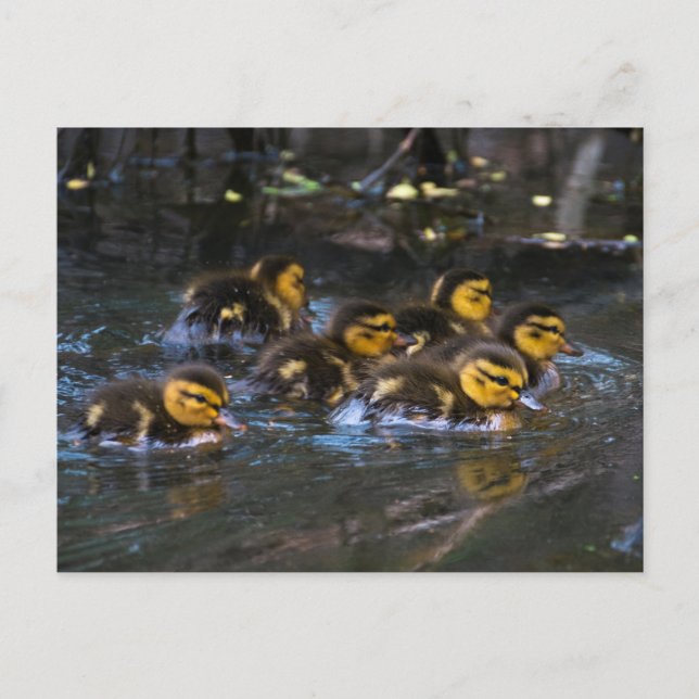 Mallard Ducklings Postcard (Front)