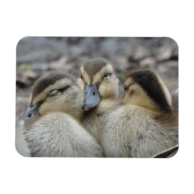 Mallard Ducklings Snuggling! Magnet (Horizontal)