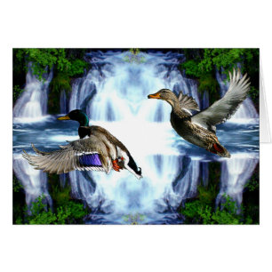 Mallard ducks