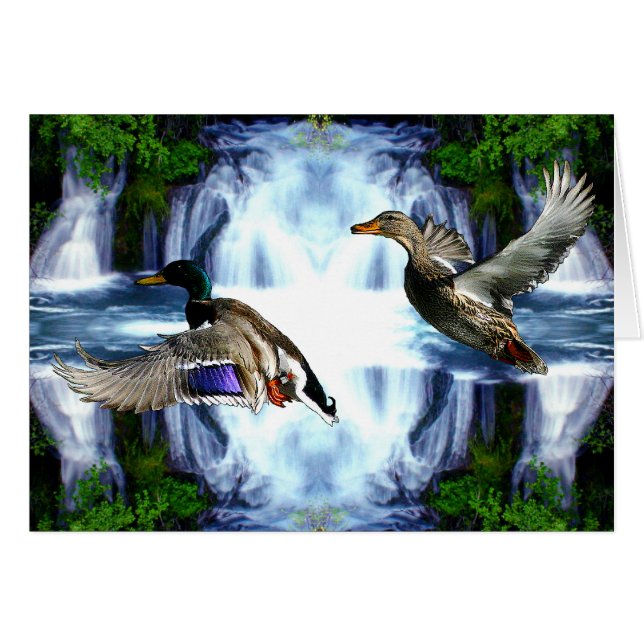 Mallard ducks (Front Horizontal)