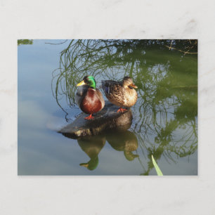 Mallard Ducks #2 Postcard