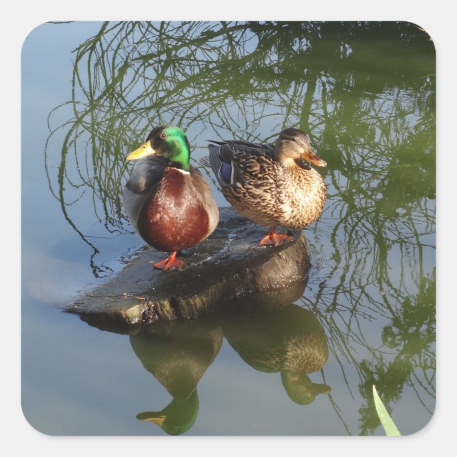 Mallard Ducks #2 Stickers (Front)