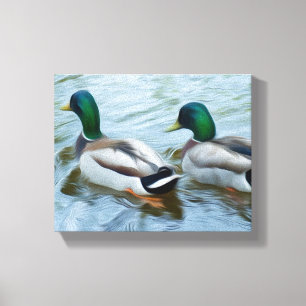Mallard Ducks Canvas Print