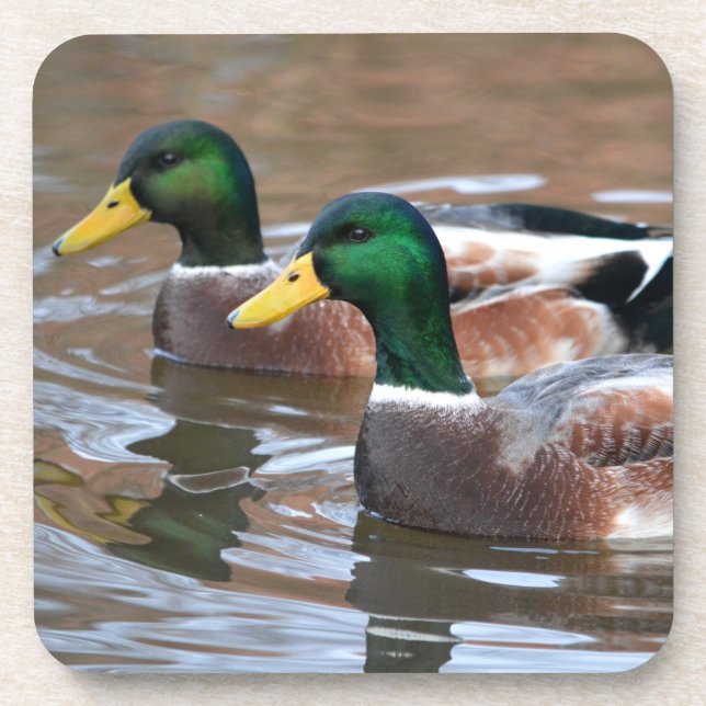Mallard Ducks Coaster (Front)