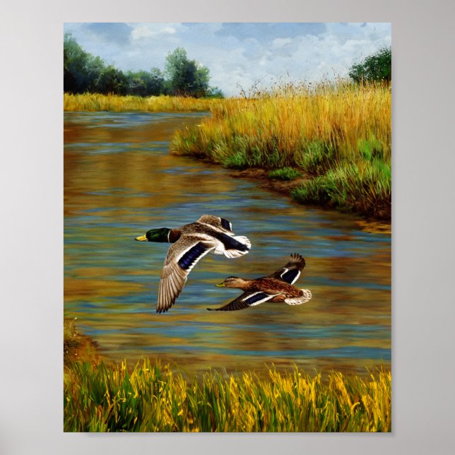 Mallard Ducks Flying Over Pond Poster (Front)