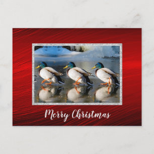 Mallard Ducks Ice Photo Christmas Postcard