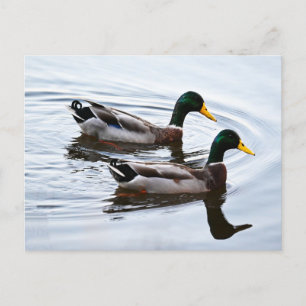 Mallard Ducks in Water Postcard