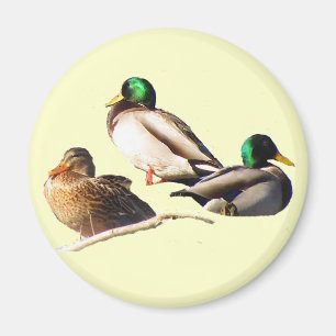 Mallard Ducks Magnet