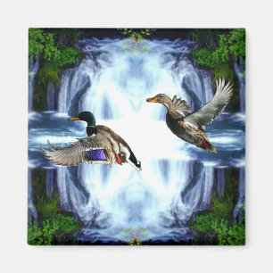 Mallard ducks magnet