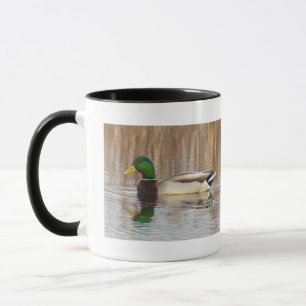 Mallard Ducks Mug