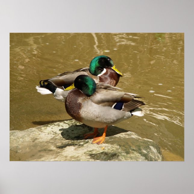 Mallard Ducks on a Rock Poster (Front)