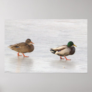 Mallard Ducks on Ice Poster