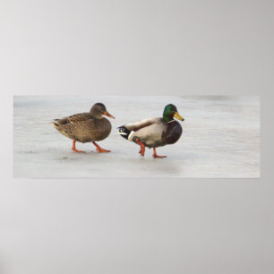 Mallard Ducks on Ice Poster
