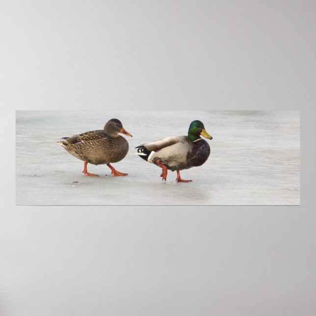 Mallard Ducks on Ice Poster (Front)