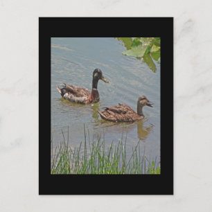 Mallard Ducks Photo Postcard
