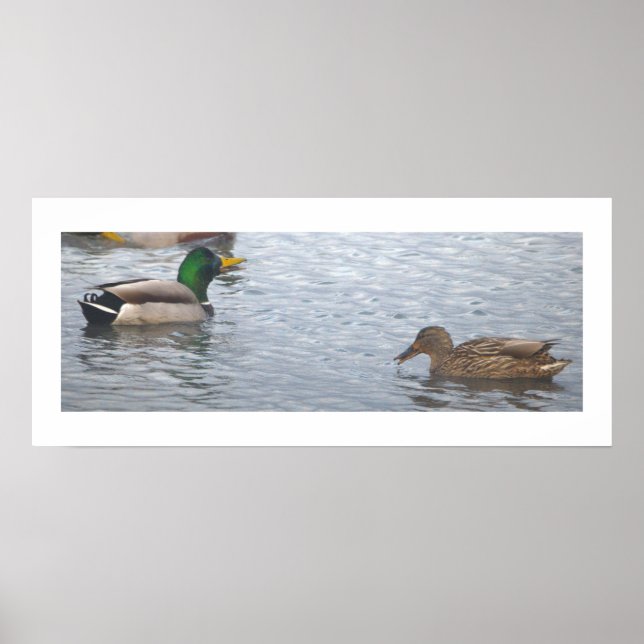 Mallard Ducks Photo Poster (Front)
