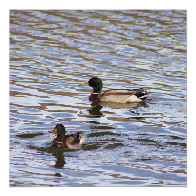 Mallard Ducks Photo Poster (Front)