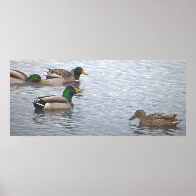 Mallard Ducks Photo Poster (Front)