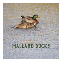 Mallard Ducks Photo Poster