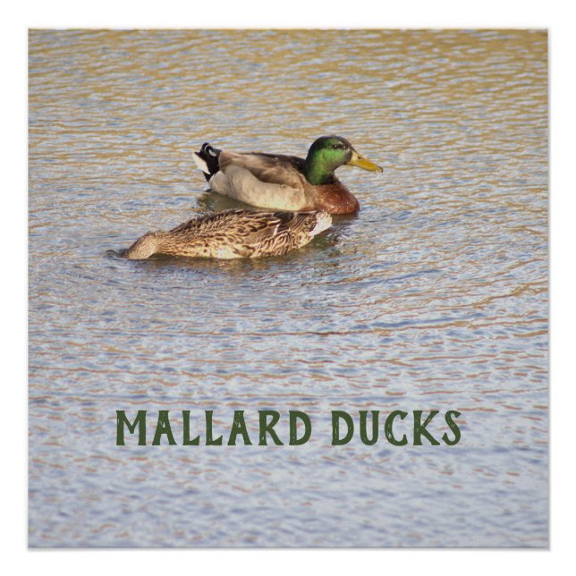 Mallard Ducks Photo Poster (Front)