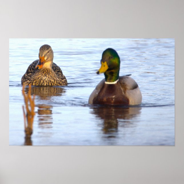 Mallard Ducks Photo Poster (Front)