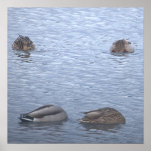 Mallard Ducks Photo Poster