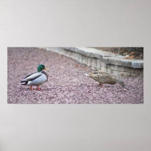 Mallard Ducks Photo Poster