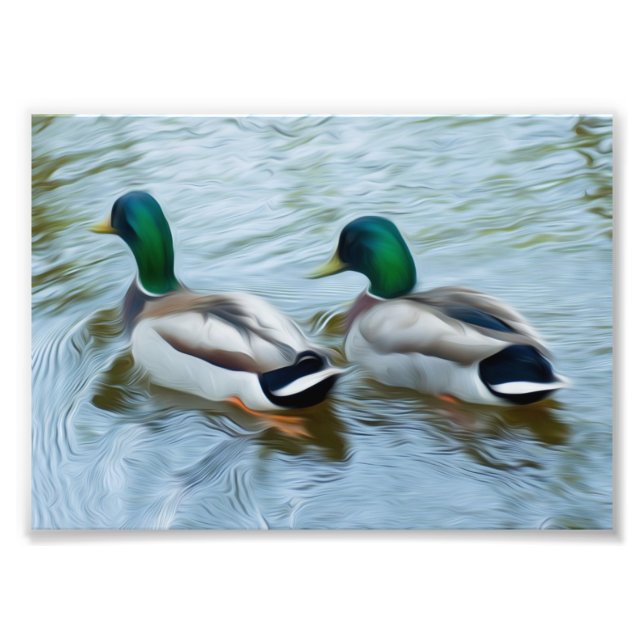 Mallard Ducks Photo Print (Front)