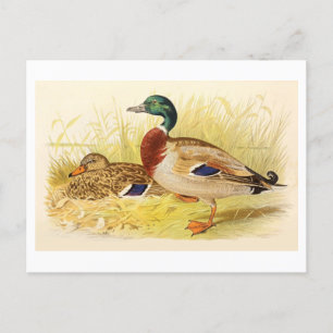 Mallard Ducks Postcard
