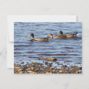 Mallard Ducks Postcard