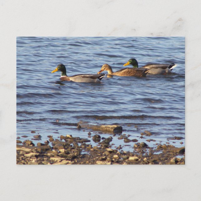 Mallard Ducks Postcard (Front)