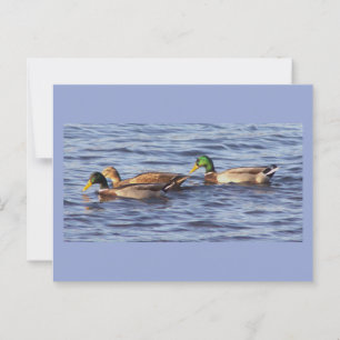 Mallard Ducks Postcard