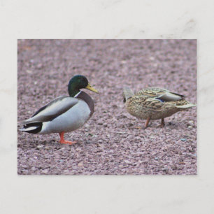 Mallard Ducks Postcard