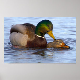 Mallard Ducks Poster