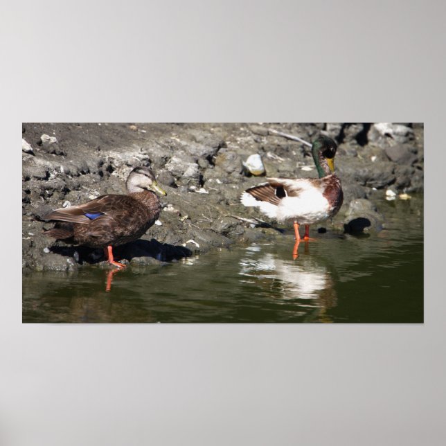 Mallard Ducks Poster (Front)