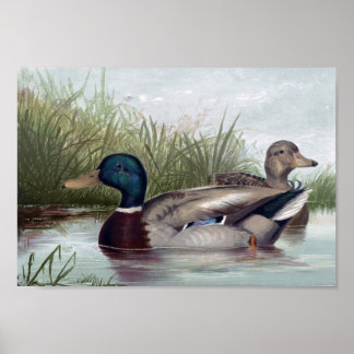 Mallard Ducks Print Choose Size