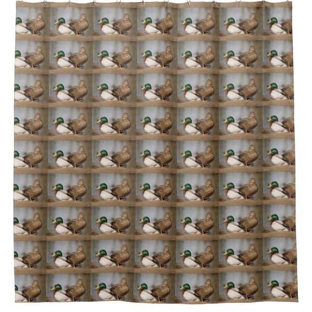 Mallard Ducks Shower Curtain (Front)