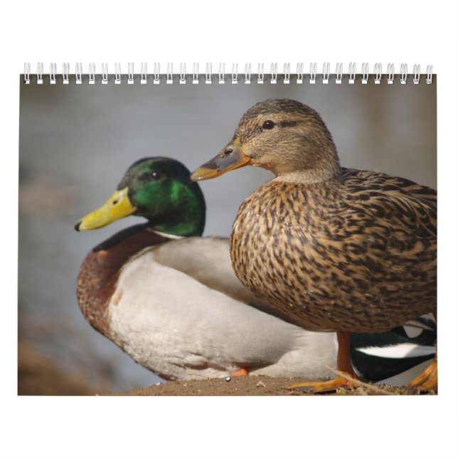 Mallard Ducks Sportsmen Calendar (Cover)