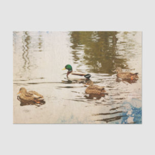 Mallard Ducks Tissue Paper