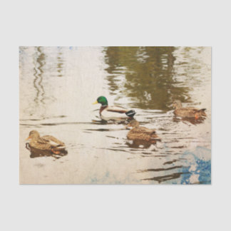 Mallard Ducks Tissue Paper
