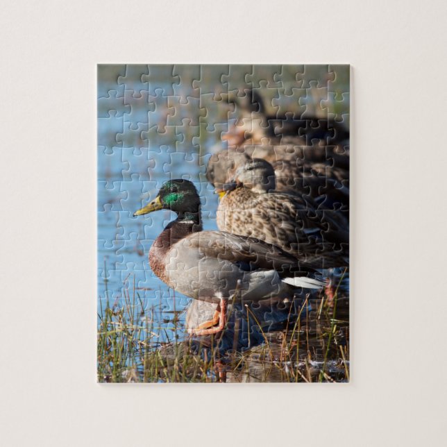 Mallard Ducks Wildlife Photo Jigsaw Puzzle (Vertical)