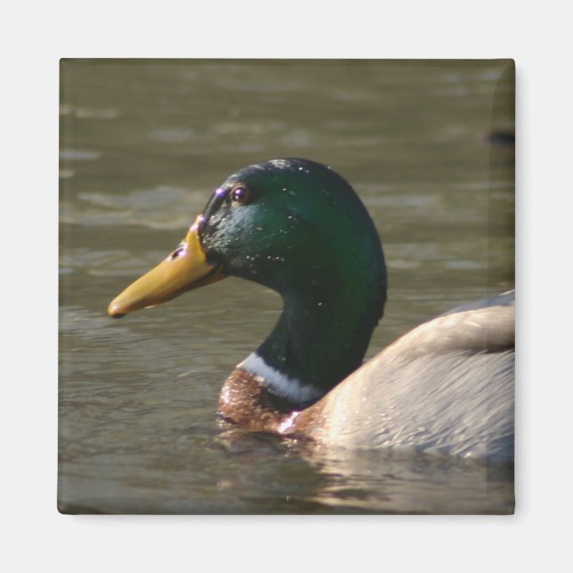 Mallard Face Magnet (Front)