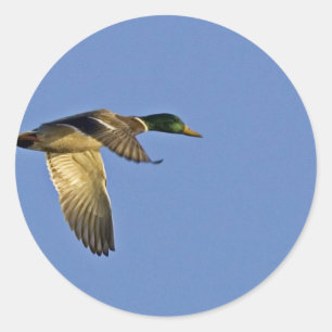 Mallard flying classic round sticker
