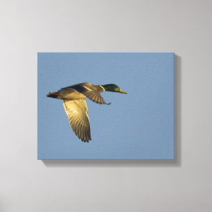 Mallard Flying in Open Sky Wrapped Canvas Print
