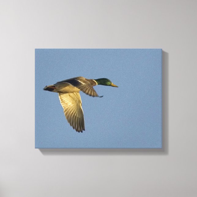 Mallard Flying in Open Sky Wrapped Canvas Print (Front)