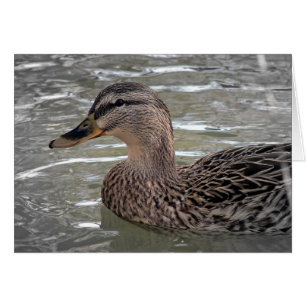 Mallard Hen
