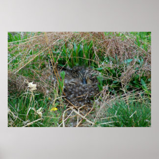 Mallard hen incubating her eggs poster