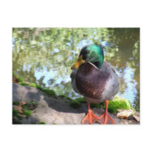 Mallard in Boise Postcard