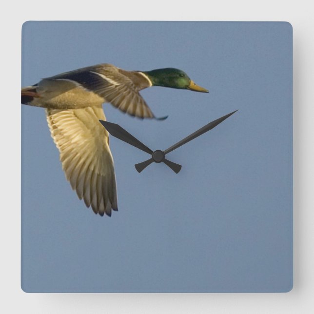 Mallard in Flight Square Wall Clock (Front)