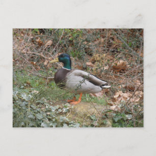 Mallard in Regent's Park Postcard